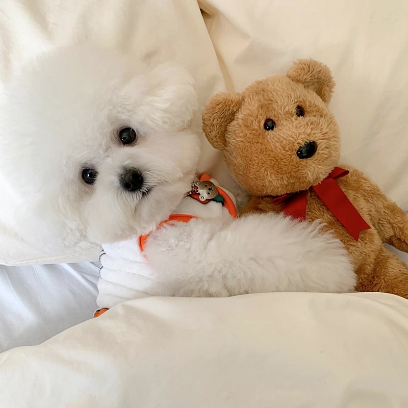 Beautiful Little Dog Rabbit Pa - đánh giá và giá Winter Clothing Patterns